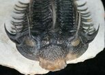 Large Spiny Comura Trilobite - Awesome Eyes! #11927-6